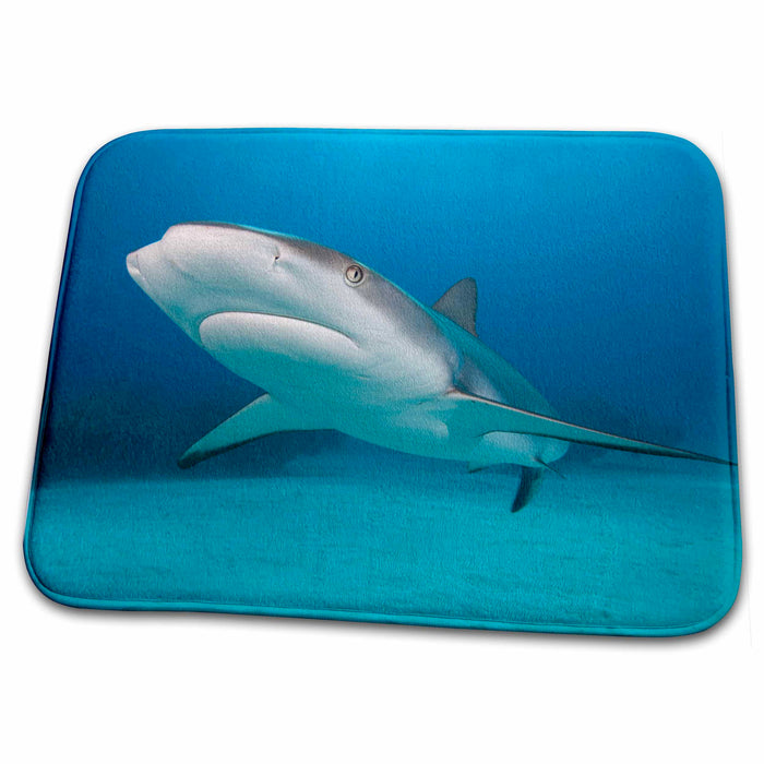 Dish Drying Mat - Bahamas, Freeport, Caribbean Reef Shark swimming-CA05 PSO0040 - Paul Souders Sharks