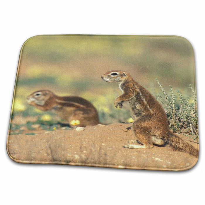 Dish Drying Mat - South Africa, Kalahari, Cape Ground Squirrel wildlife-AF42 PSO0043 - Paul Souders Squirrels