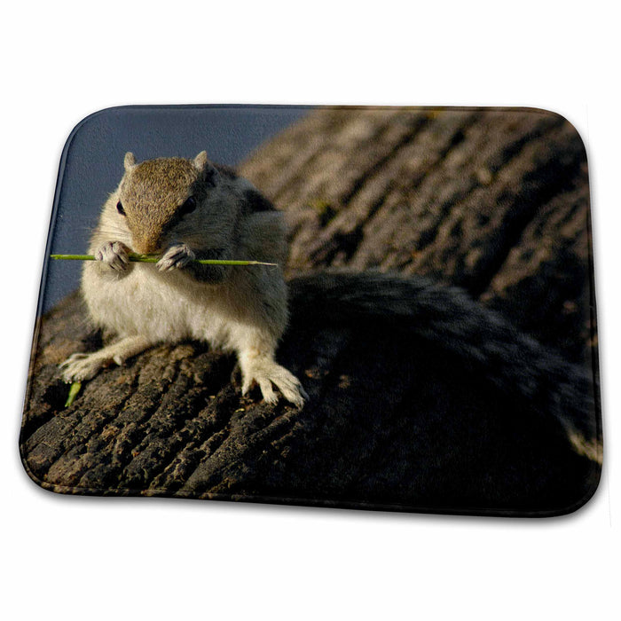 Dish Drying Mat - Northern Palm Squirrel, Bharatpur NP, Rajasthan. INDIA-AS10 POX0345 - Pete Oxford Squirrels