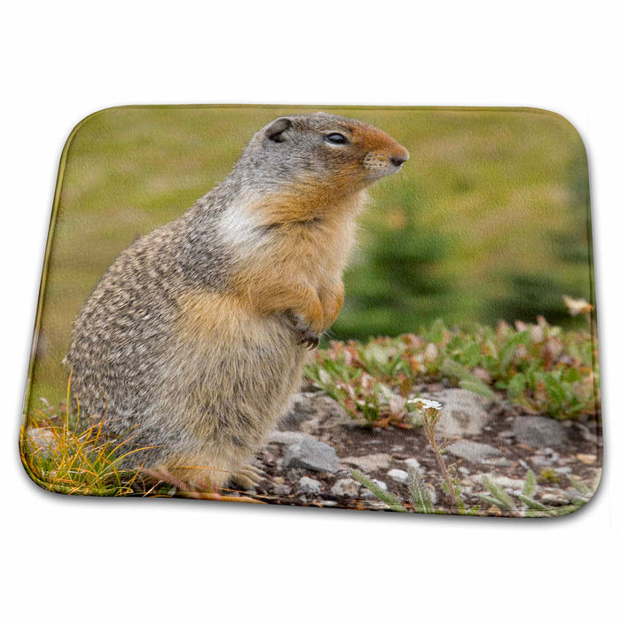 Dish Drying Mat - British Columbia, Banff NP, Columbian ground squirrel-CN02 BJA0030 - Janyes Gallery Squirrels