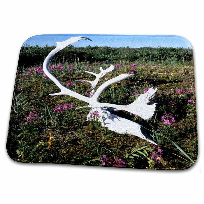 Dish Drying Mat - Caribou antlers, Northwest Territories, Canada-CN06 MDE0001 - Michael DeFreitas Wildlife