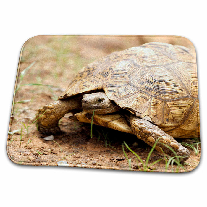 Dish Drying Mat - Mountain tortoise, Mkuze Game Reserve, South Africa-AF42 MPR0019 - Maresa Pryor Wildlife