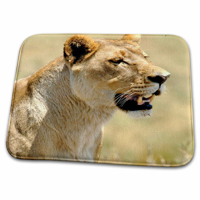 Dish Drying Mat - Lioness, buffalo, Duba Plains, Okavango Delta, BOTSWANA-AF05 POX0249 - Pete Oxford Wildlife