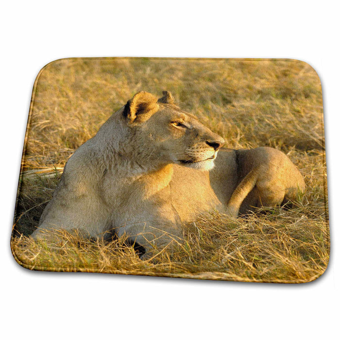 Dish Drying Mat - Lioness, buffalo, Duba Plains, Okavango Delta, BOTSWANA-AF05 POX0250 - Pete Oxford Wildlife