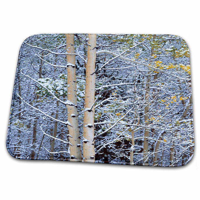 Dish Drying Mat - Alberta, Peter Lougheed PP. Aspen trees in snow-CN01 RER0049 - Ric Ergenbright Winter