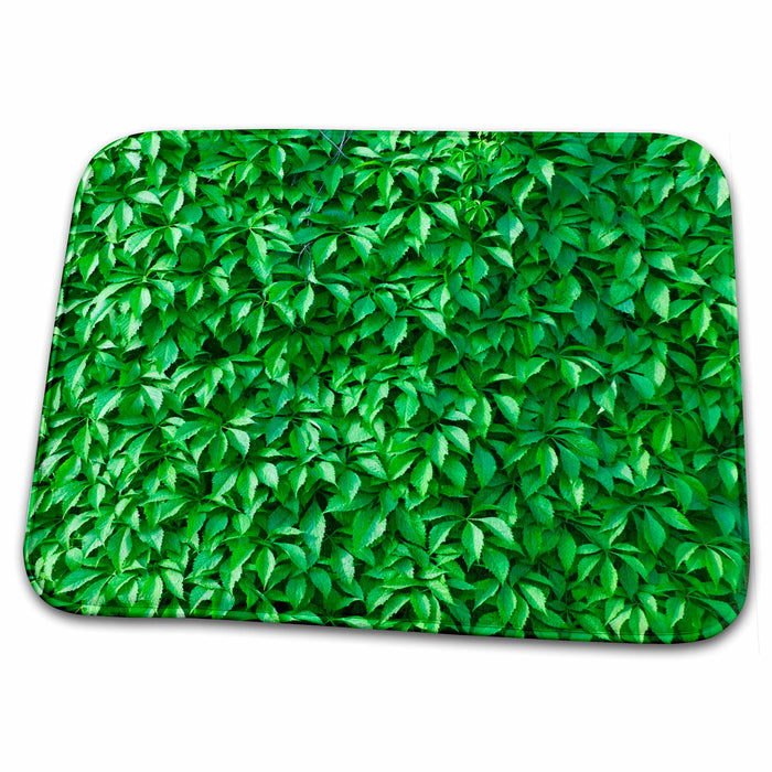 Dish Drying Mat - Wall covered by ivy, Prague, Czech Republic - EU06 KSU0107 - Keren Su Prague