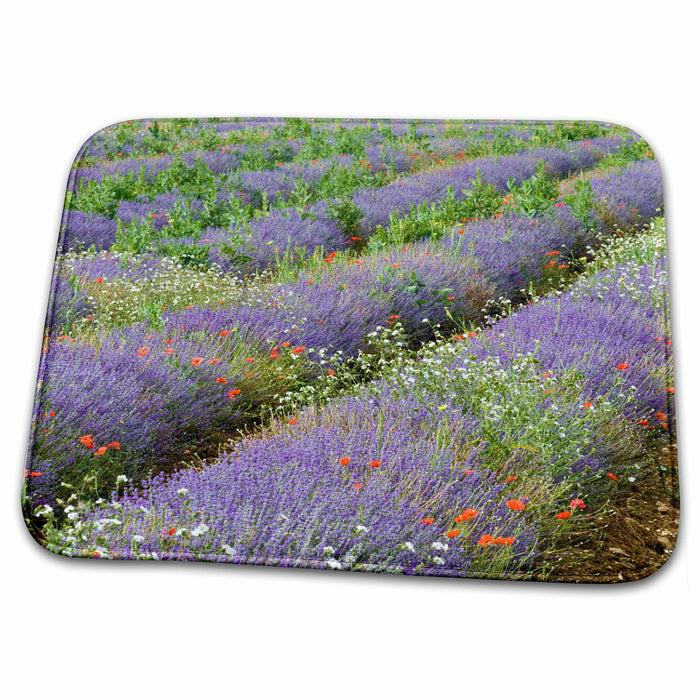 Dish Drying Mat - France, Provence. Rows of lavender - EU09 BTH0009 - Brenda Tharp Provence