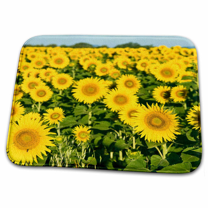 Dish Drying Mat - France, Provence, Valensole. Field of sunflowers - EU09 BTH0013 - Brenda Tharp Sunflowers