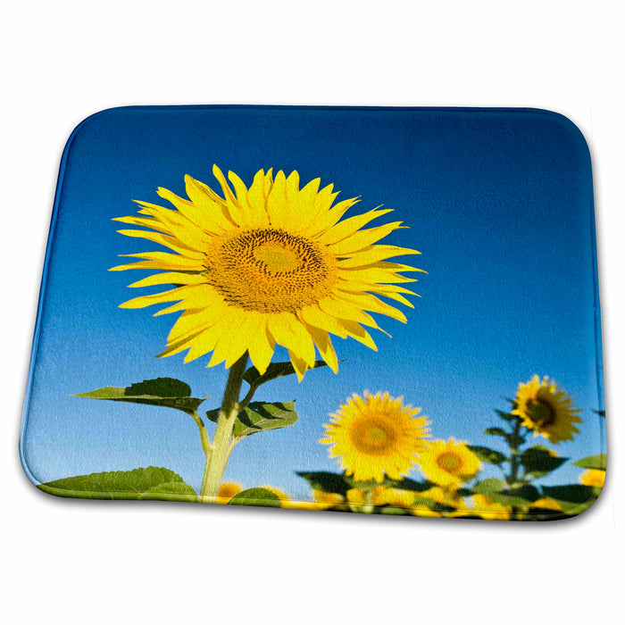 Dish Drying Mat - France, Provence, Valensole. Sunflowers - EU09 BTH0015 - Brenda Tharp Sunflowers