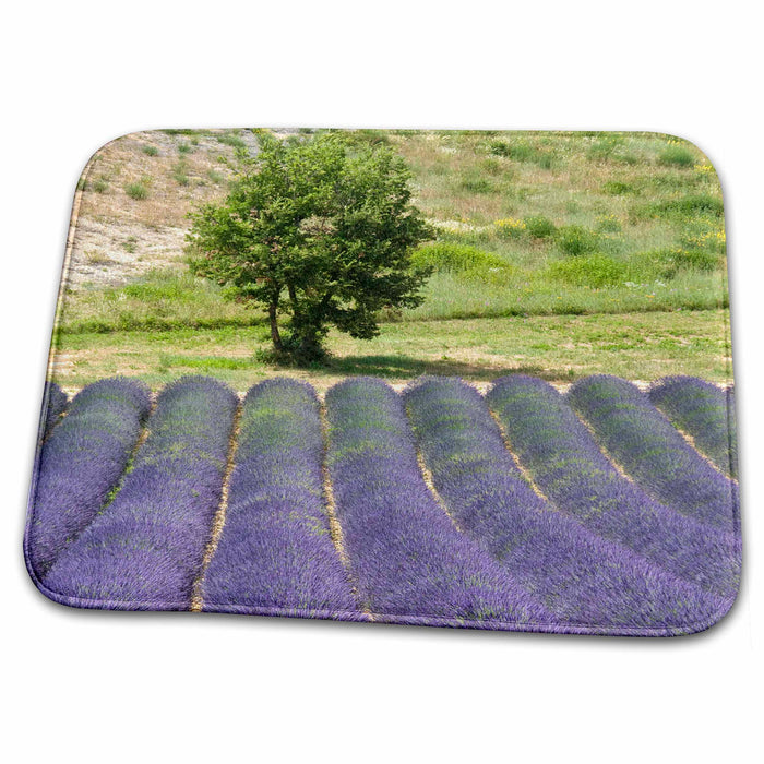 Dish Drying Mat - France, Provence. Rows of lavender in bloom - EU09 BTH0027 - Brenda Tharp Provence