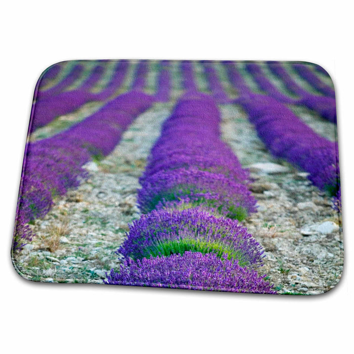 Dish Drying Mat - Lavender field, Provence, France - EU09 DBN0680 - David Barnes Provence