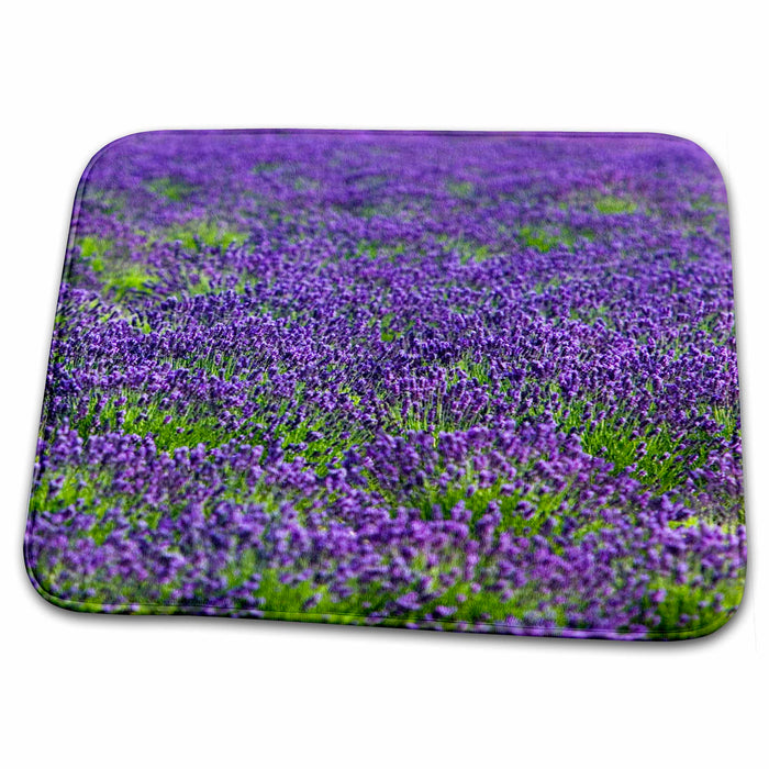 Dish Drying Mat - Lavender field in the Drome, Provence, France - EU09 DBN0681 - David Barnes Provence