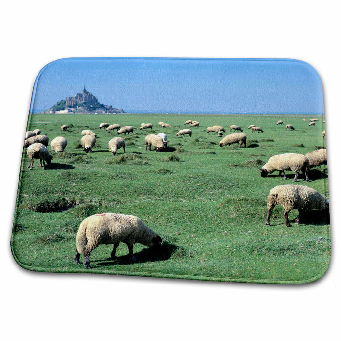 Dish Drying Mat - France, Brittany, Mt Saint Michel, sheep farm animal - EU09 DBN0736 - David Barnes Farm Animals