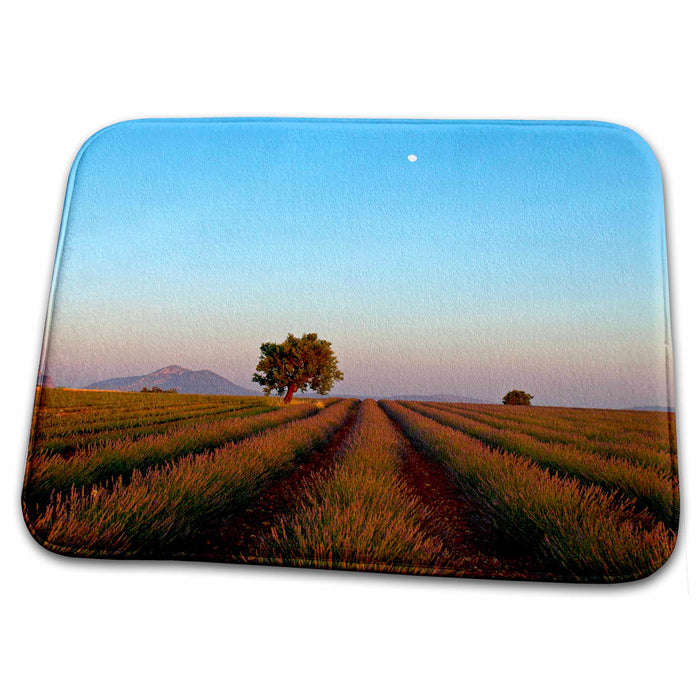 Dish Drying Mat - Lavender, Alpes de Haute Provence, Provence, France - EU09 DBN0742 - David Barnes Provence