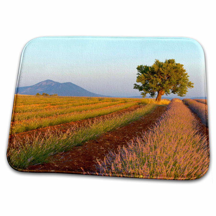 Dish Drying Mat - Lavender, Alpes de Haute Provence, Provence, France - EU09 DBN0743 - David Barnes Provence