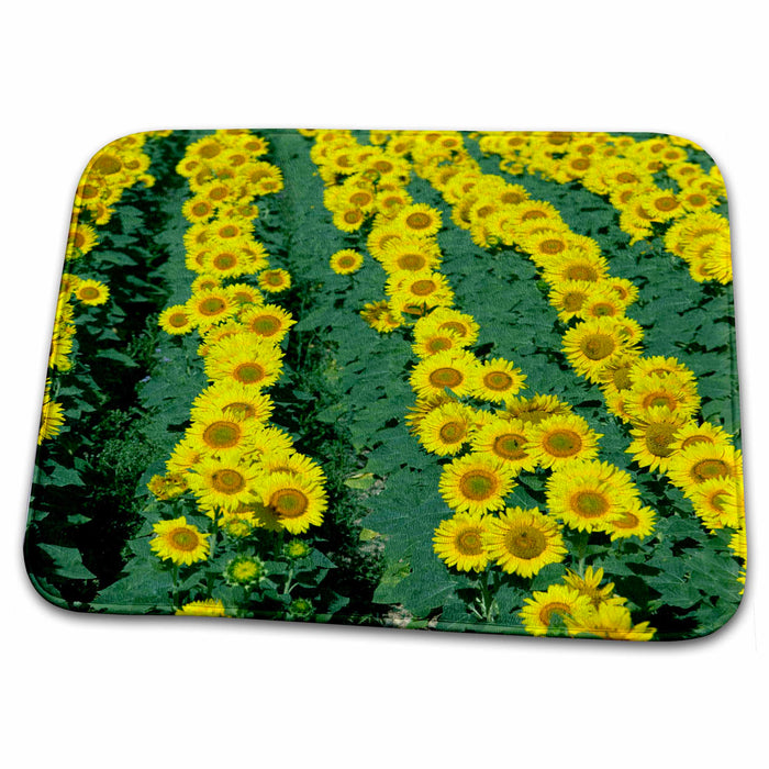 Dish Drying Mat - Sunflowers, Provence, France - EU09 DBN0748 - David Barnes Sunflowers