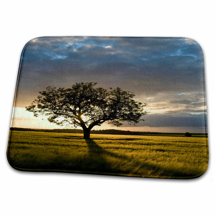 Dish Drying Mat - Tree in wheat field at sunset, Burgundy, France - EU09 DBN0765 - David Barnes Trees