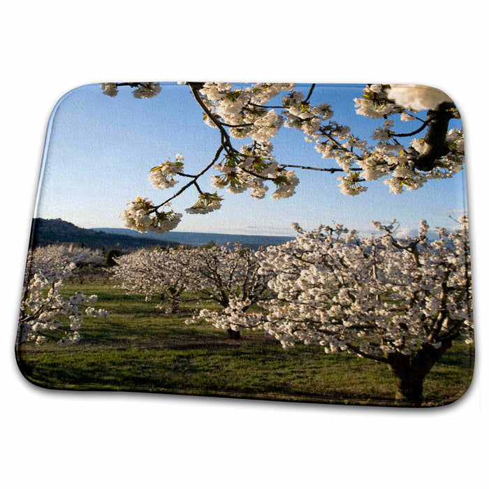 Dish Drying Mat - Cherry blossoms, Luberon, Vaucluse, Provence, France - EU09 DBN0778 - David Barnes France