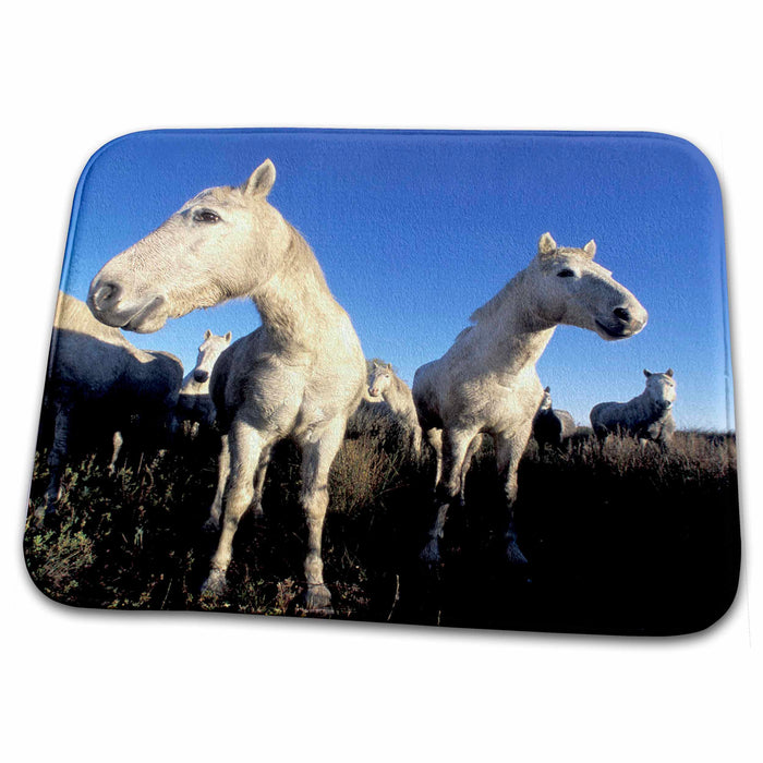 Dish Drying Mat - France, Ile del la Camargue. Camargue Horses - EU09 GJE0028 - Gavriel Jecan Horses