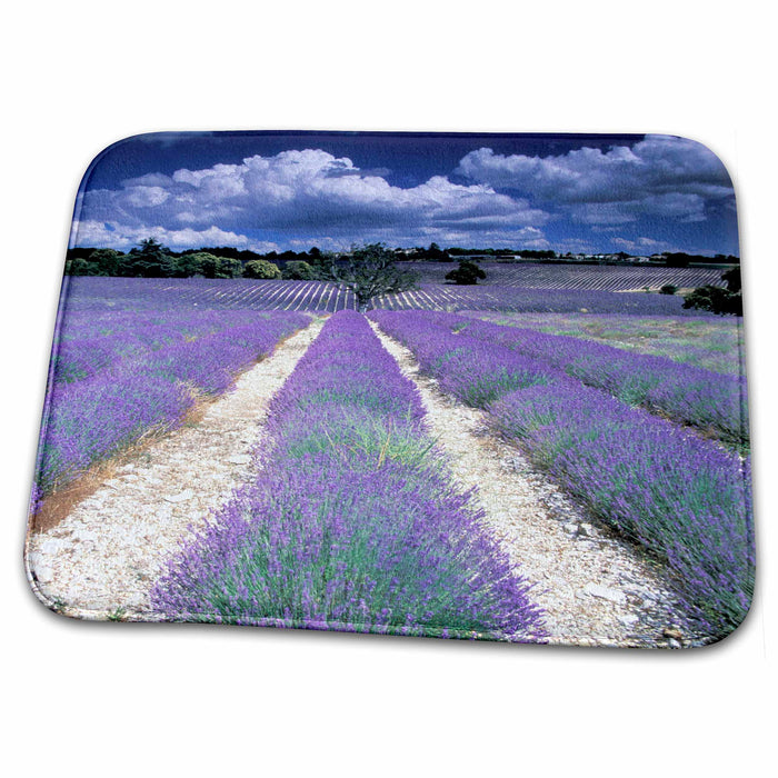 Dish Drying Mat - France, Provence. Lavender fields - EU09 GJE0057 - Gavriel Jecan Provence