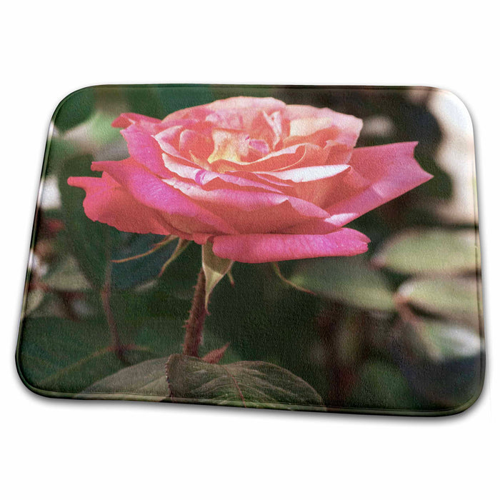 Dish Drying Mat - Rose garden, Le Brusc, Cote dAzur, Var, France - EU09 PKA1326 - Per Karlsson Gardens