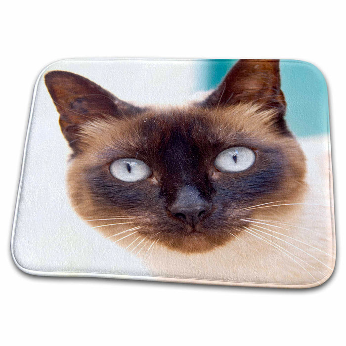 Dish Drying Mat - France, Collioure, Roussillon, Street cat - EU09 PKA2692 - Per Karlsson Cats