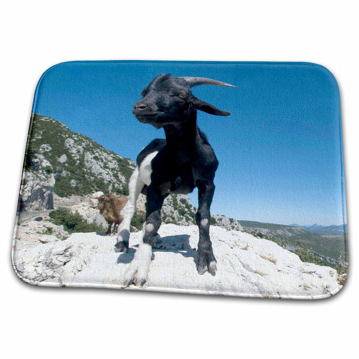 Dish Drying Mat - Mountain goat wildlife, Gorges du Verdon, France - EU09 SPI0360 - Sergio Pitamitz Wildlife