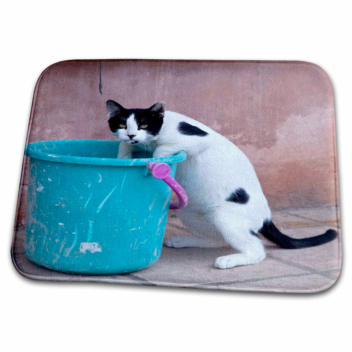 Dish Drying Mat - Greece, Crete, Chania, Old Harbor, Cat - EU12 DGU0262 - Darrell Gulin Cats