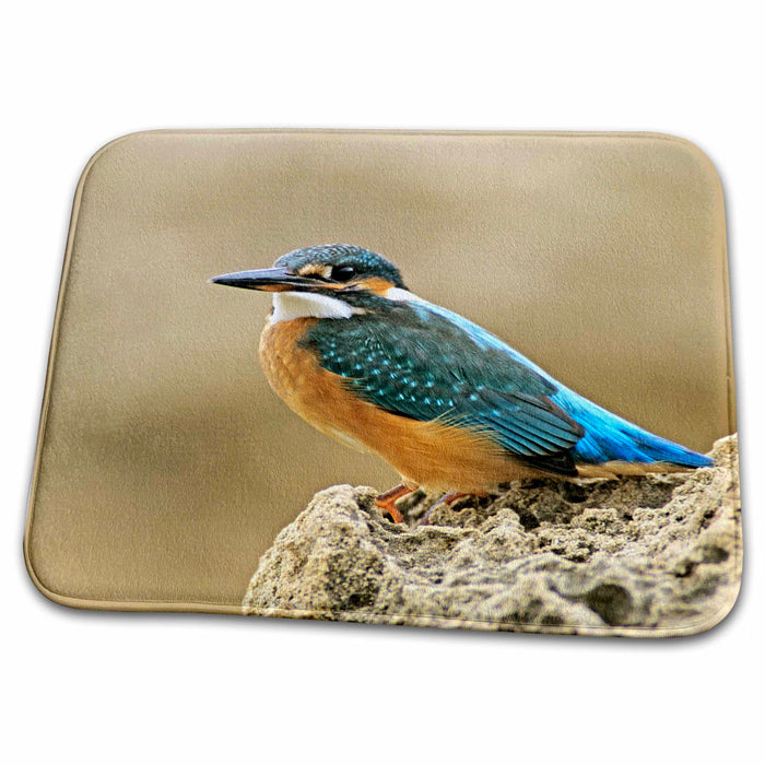 Dish Drying Mat - Common Kingfisher bird, Cliff, Cyprus, Greece - EU12 RNU0001 - Rolf Nussbaumer Birds