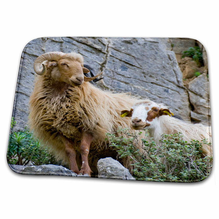 Dish Drying Mat - Greece, Crete, Lasithi, Wild Sheep, Kavousi Gorge - EU12 SSM0023 - Scott T. Smith Wildlife