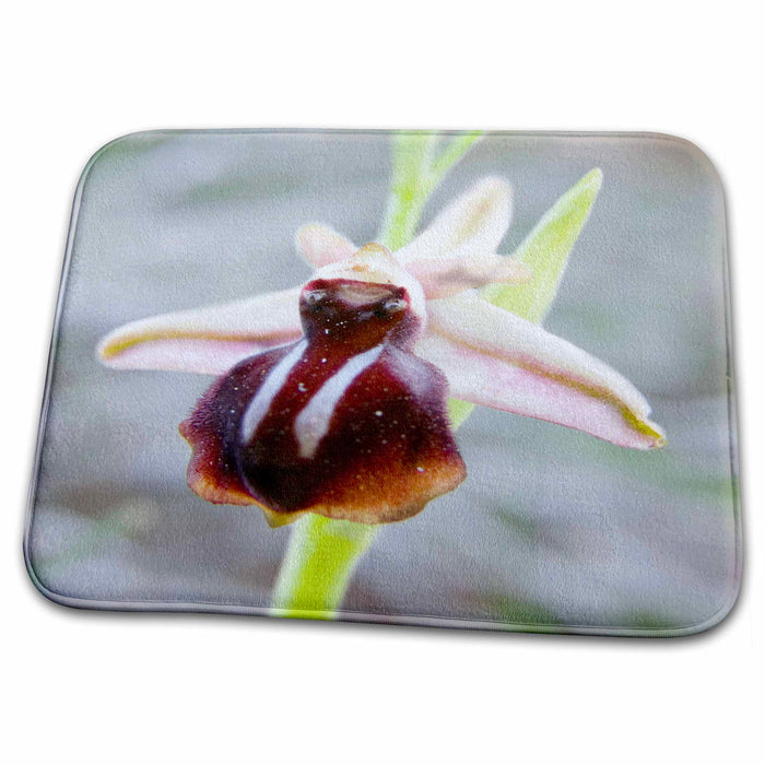 Dish Drying Mat - Greece, Crete. Orchid in bloom - EU12 SSM0093 - Scott T. Smith Orchids