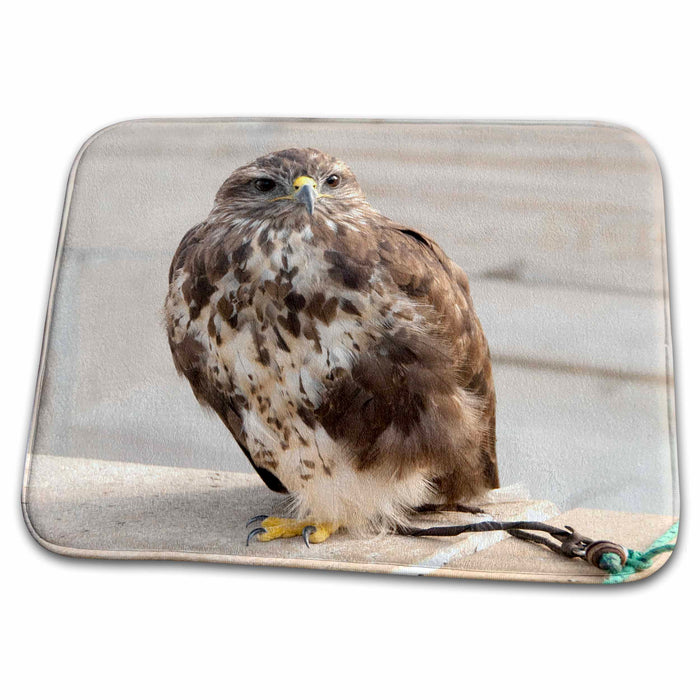 Dish Drying Mat - Hungary, Budapest, Castle Hill, falconry - EU13 CMI0317 - Cindy Miller Hopkins Falcons