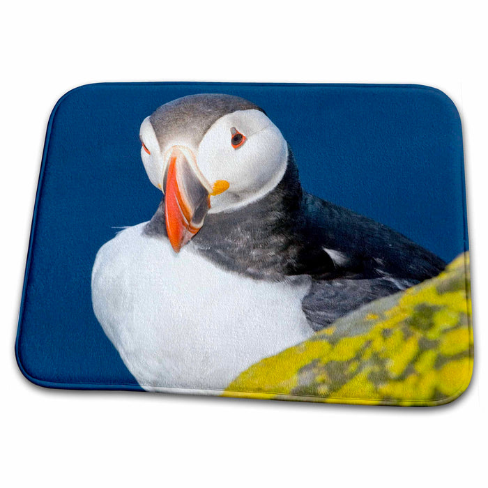 Dish Drying Mat - Atlantic Puffin, Latrabjerg peninsula, Iceland - EU14 RBE0025 - Ralph H. Bendjebar Puffins