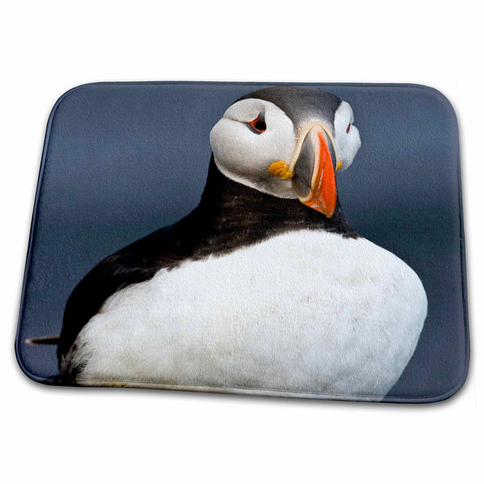 Dish Drying Mat - Atlantic Puffin, Latrabjerg peninsula, Iceland - EU14 RBE0042 - Ralph H. Bendjebar Puffins