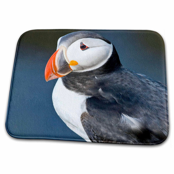 Dish Drying Mat - Atlantic Puffin, Latrabjerg peninsula, Iceland - EU14 RBE0049 - Ralph H. Bendjebar Puffins