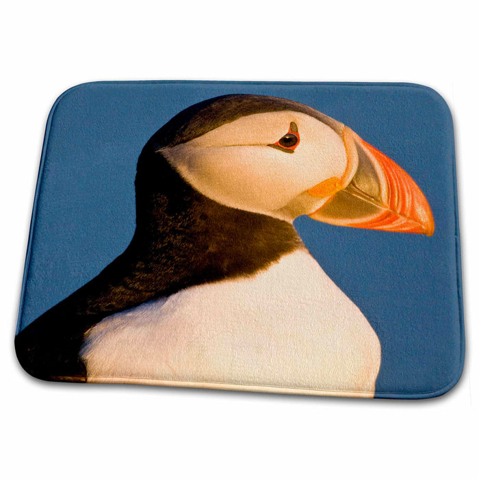 Dish Drying Mat - Atlantic Puffin, Latrabjerg peninsula, Iceland - EU14 RBE0094 - Ralph H. Bendjebar Puffins