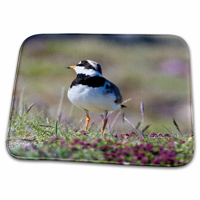 Dish Drying Mat - Ringed Plover bird, field, latrabjerg, Iceland - EU14 RBE0108 - Ralph H. Bendjebar Birds