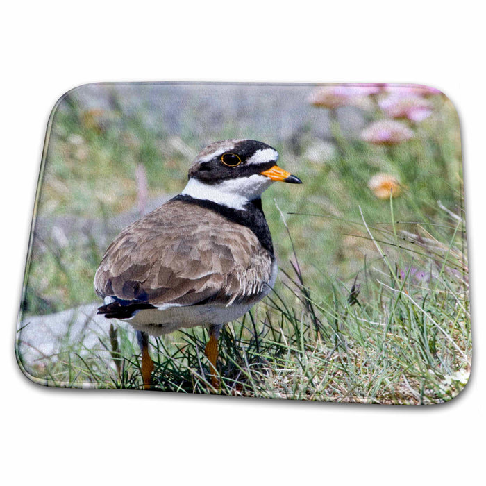 Dish Drying Mat - Ringed Plover bird, field, latrabjerg, Iceland - EU14 RBE0113 - Ralph H. Bendjebar Birds