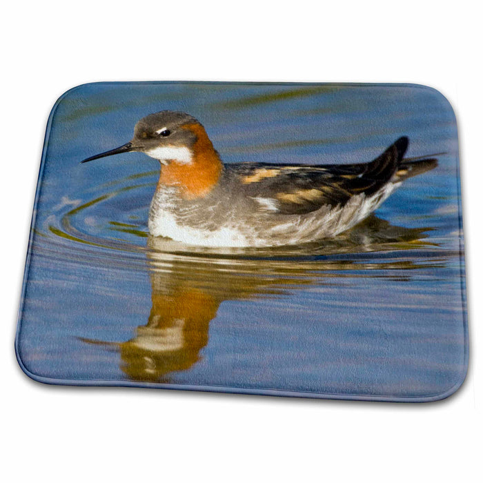 Dish Drying Mat - Red-necked Phalarope bird, Latrabjerg, Iceland - EU14 RBE0116 - Ralph H. Bendjebar Birds