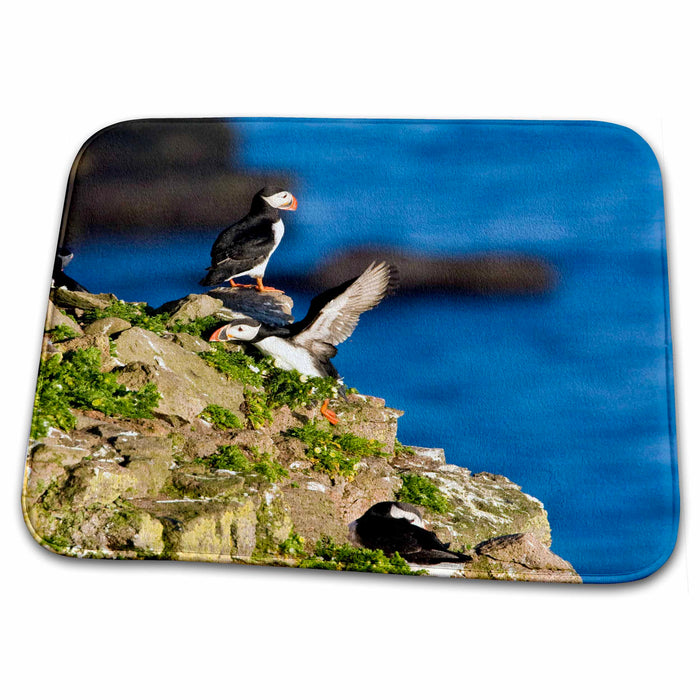 Dish Drying Mat - Atlantic Puffin, Latrabjerg peninsula, Iceland - EU14 RBE0120 - Ralph H. Bendjebar Puffins