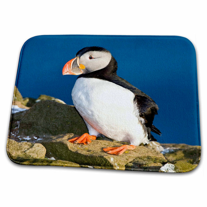 Dish Drying Mat - Atlantic Puffin, Latrabjerg peninsula, Iceland - EU14 RBE0121 - Ralph H. Bendjebar Puffins