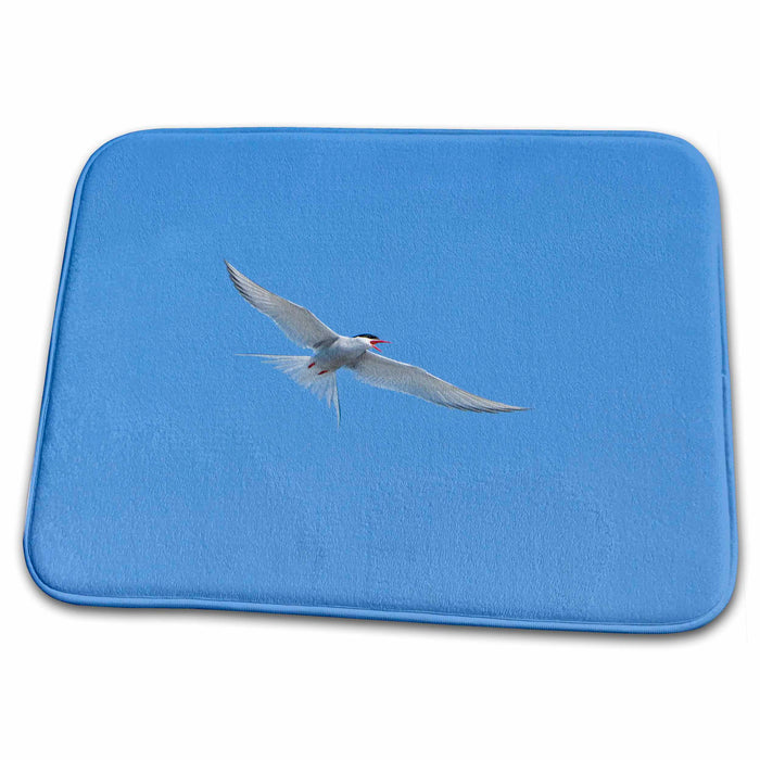 Dish Drying Mat - Arctic Tern bird flight in Iceland - EU14 RBE0181 - Ralph H. Bendjebar Birds