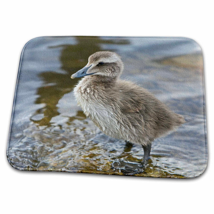 Dish Drying Mat - Eider chick, bird, in pond, Reykjavik, Iceland - EU14 RBE0187 - Ralph H. Bendjebar Birds