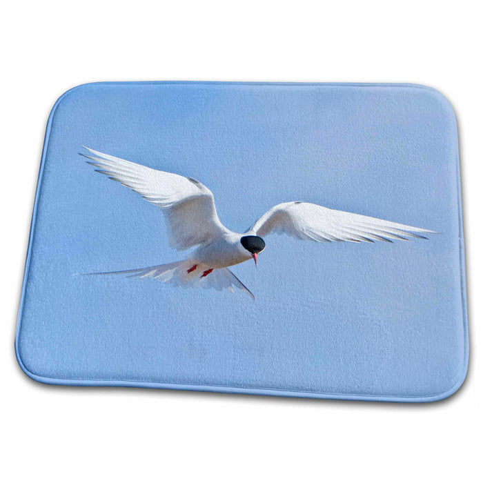 Dish Drying Mat - Arctic Tern bird flight in Iceland - EU14 RBE0192 - Ralph H. Bendjebar Birds