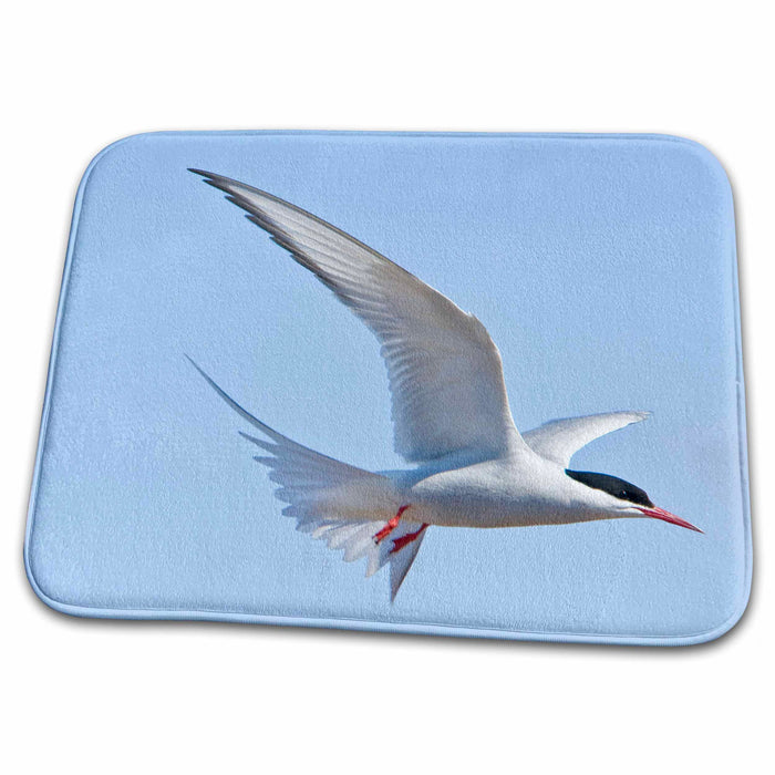 Dish Drying Mat - Arctic Tern bird flight in Iceland - EU14 RBE0195 - Ralph H. Bendjebar Birds