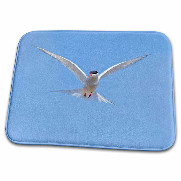 Dish Drying Mat - Arctic Tern bird flight in Iceland - EU14 RBE0199 - Ralph H. Bendjebar Birds