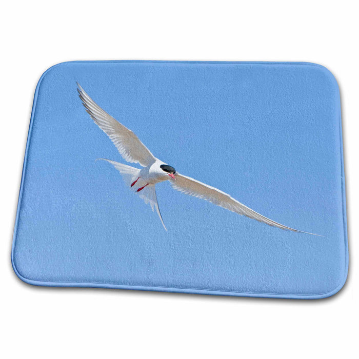 Dish Drying Mat - Arctic Tern bird flight in Iceland - EU14 RBE0201 - Ralph H. Bendjebar Birds