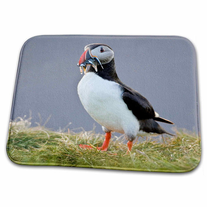 Dish Drying Mat - Atlantic Puffin in breeding colors, Iceland - EU14 RBE0227 - Ralph H. Bendjebar Puffins