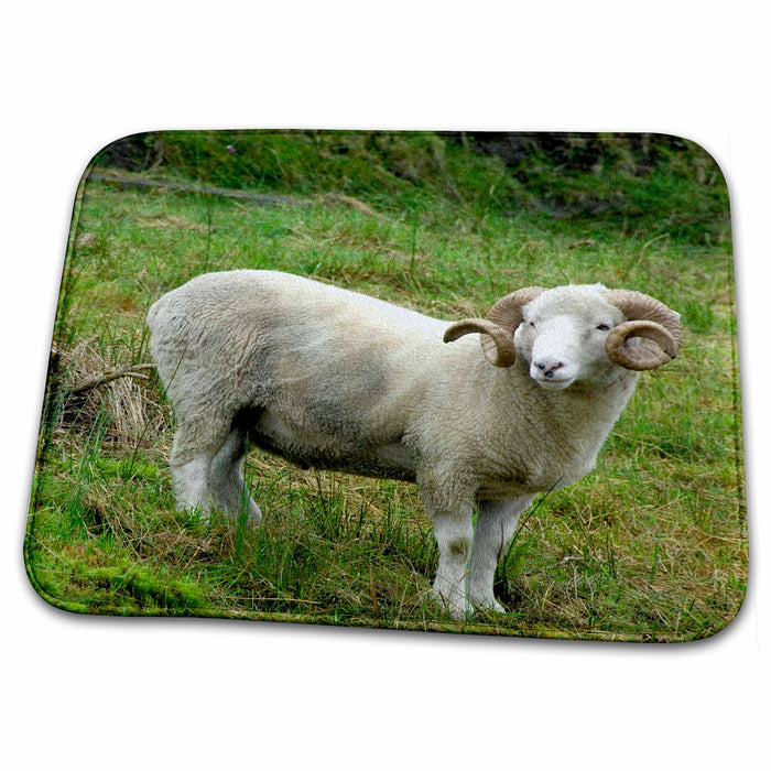 Dish Drying Mat - Ireland, Ring of Kerry, sheep ranch ram - EU15 CMI0019 - Cindy Miller Hopkins Farm Animals