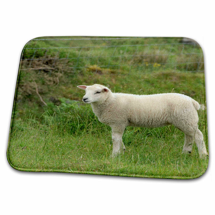 Dish Drying Mat - Ireland, Ring of Kerry, sheep, farm animal - EU15 CMI0027 - Cindy Miller Hopkins Farm Animals